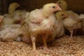 Indoor chicken farm, chicken feeding, and molting of young chicken Royalty Free Stock Photo