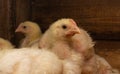 Indoor chicken farm, chicken feeding, and molting of young chicken Royalty Free Stock Photo