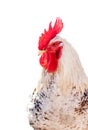 Broiler rooster isolated. Royalty Free Stock Photo
