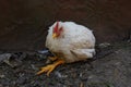 The broiler rooster is sick he has bad legs lives on a farm Royalty Free Stock Photo