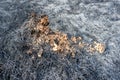 Broken abandoned anthill from orange soil surrounded by ashes of burnt grass wildfire image. Protect animals, save planet, keep Royalty Free Stock Photo