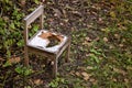 Broken and abandoned chair in the woods Royalty Free Stock Photo
