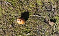 Broken acorn against green moss Royalty Free Stock Photo