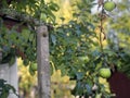 Broken Apple Tree Limb