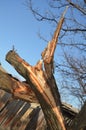 Broken apricot tree trunk with a passing urogan.