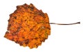 broken autumn fallen leaf of aspen tree