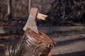 Broken axe stuck in a log Royalty Free Stock Photo