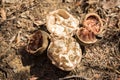 broken baobab fruit, Ankarana, Madagascar Royalty Free Stock Photo