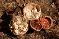 Broken baobab tree fruit and seeds, Madagascar Royalty Free Stock Photo