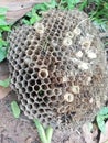 A broken beehive  is lying on the ground. It`s have hole.The nest of this bee that fell from the tree Royalty Free Stock Photo