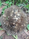 A broken beehive  is lying on the ground Royalty Free Stock Photo