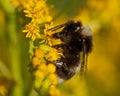 The broken-belted bumblebee Bombus soroeensis Royalty Free Stock Photo