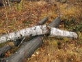 Broken birch