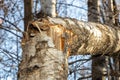 Broken birch in the autumn forest, on a bright sunny day. A storm or hurricane broke a tree. Sunbeams and sunspots