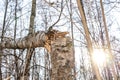 Broken birch in the autumn forest, on a bright sunny day. A storm or hurricane broke a tree. Sunbeams and sunspots