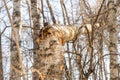 Broken birch in the autumn forest, on a bright sunny day. A storm or hurricane broke a tree. Sunbeams and sunspots