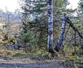 Broken birch in the forest in the autumn