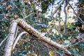 Broken birch tree in the park