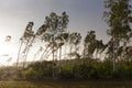 Broken birch tree after a storm