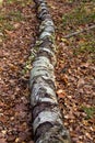 Broken birch tree with woody mushrooms in the forest.