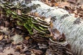 Broken birch tree with woody mushrooms in the forest.