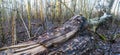 Broken birch trunk close-up, lying on the ground