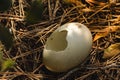 Broken bird egg on the floor Royalty Free Stock Photo