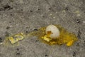 Broken bird egg on ground with ants Royalty Free Stock Photo