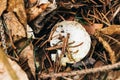 Broken bird egg in the needles and leaves on the ground in the f Royalty Free Stock Photo
