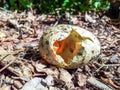 Broken bird egg Royalty Free Stock Photo