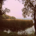 broken boat, reeds