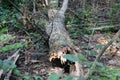 A broken bole of a tree on the ground