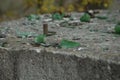 Broken bottle glass on concrete surface Royalty Free Stock Photo