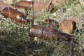 Broken Bottles Tin Cans