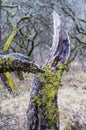 Broken branch of dead apple tree Royalty Free Stock Photo