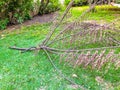 Broken branch of a dead tree on the grass in the park. Royalty Free Stock Photo