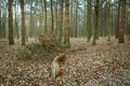 Broken branch in the forest, autumnal view