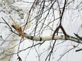 Broken branch of a small birch Royalty Free Stock Photo