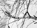 Broken branch of a small birch Royalty Free Stock Photo