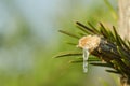 Broken branch of spruce with a protruding stream of frozen solid resin on the right side of the frame. Background blurred green Royalty Free Stock Photo