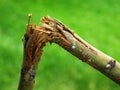 Broken Branch From Tree Snapped Over