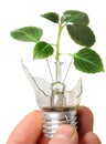 The broken bulb in a hand with a plant Royalty Free Stock Photo