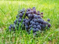 Broken bunches of red grapes lie on a green lawn.