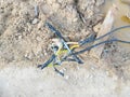 broken cable connection on muddy ground Royalty Free Stock Photo