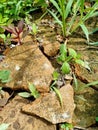 broken cement overgrown with moss