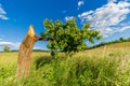 Broken Cherry Tree. Green branch. Single tree on the field. Dry stump. Destroyed Nature. Royalty Free Stock Photo