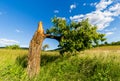 Broken cherry tree. The trees stunk. Rural area. Single tree on the field. Grasses and cereals. Royalty Free Stock Photo