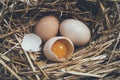 Broken egg in the nest Royalty Free Stock Photo