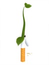 Broken cigarette with a sprouting plant Royalty Free Stock Photo