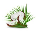 Coconut particles with leaves isolated on a white background